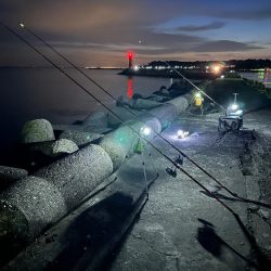 花見🌸カレイ狙い