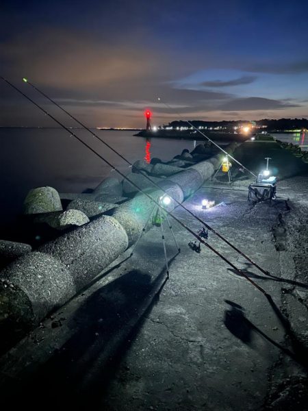 花見🌸カレイ狙い