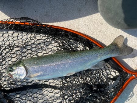 フィッシングプール初トライ