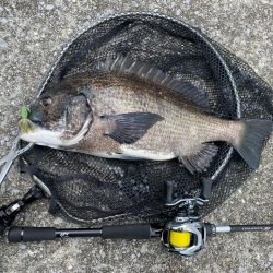 チニング チニング 楽しいな