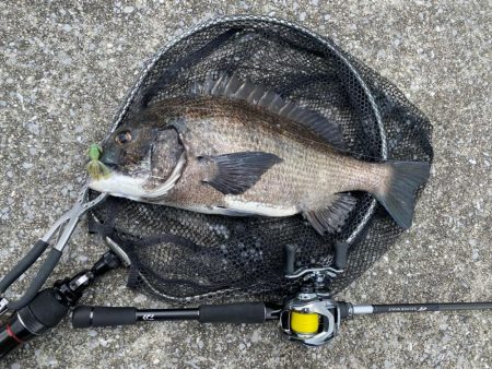 チニング チニング 楽しいな