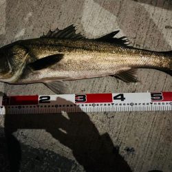 連日の複数ヒット