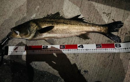 連日の複数ヒット