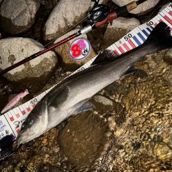 【シーバス】今年初。釣れた。。。