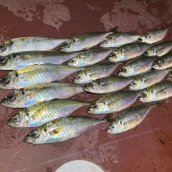 【鳥取港】船で近海アジ釣り|雨の中諦めかけた時にデカアジ爆裂!!