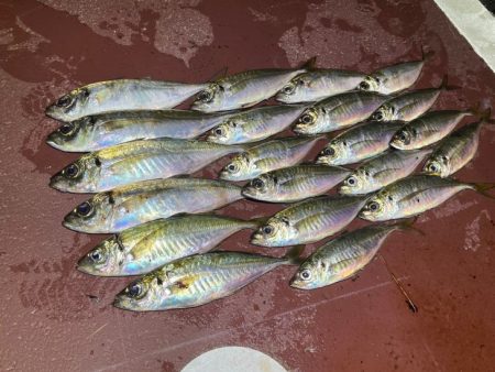 【鳥取港】船で近海アジ釣り｜雨の中諦めかけ…