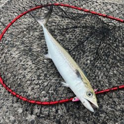 コウイカ狙いからのサゴシラッシュ！