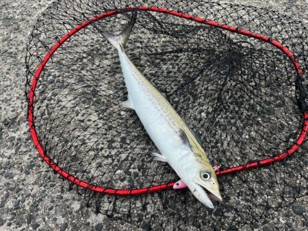 コウイカ狙いからのサゴシラッシュ！