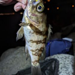 激渋メバリング