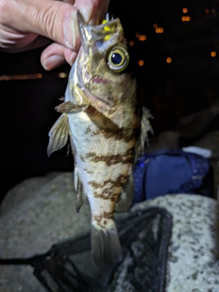 激渋メバリング