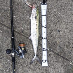 サゴシ記録更新！！