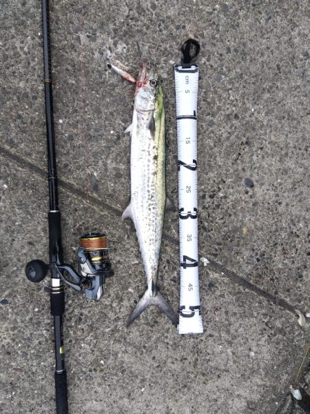 サゴシ記録更新！！