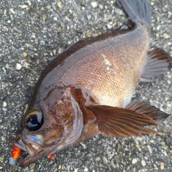 ロックフィッシュ釣り