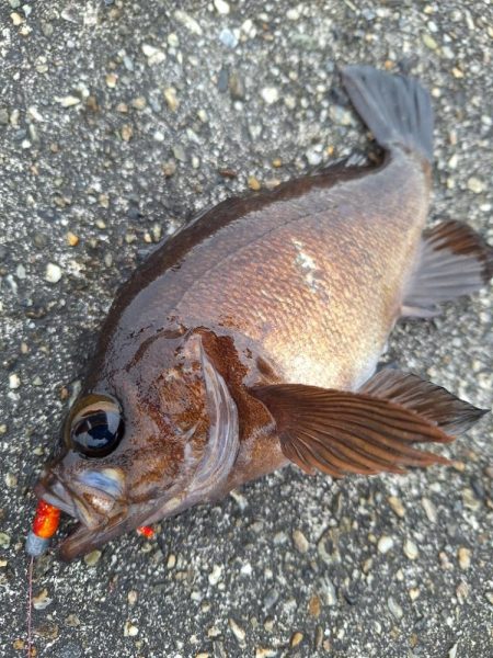 ロックフィッシュ釣り
