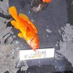 江住湾で胴突仕掛けで