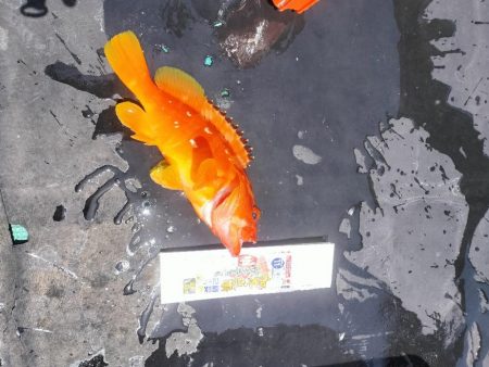 江住湾で胴突仕掛けで