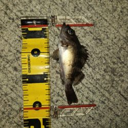 メバリングイベント