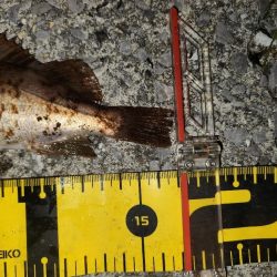 メバリングイベント