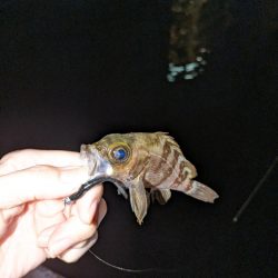 この時期に！？