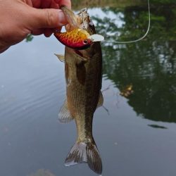 クランキング！