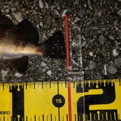 メバリングイベント