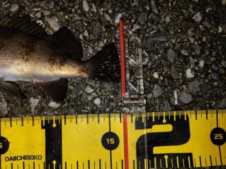 メバリングイベント