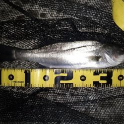 30分の短時間勝負