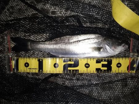 30分の短時間勝負