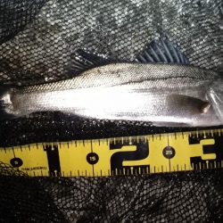 急激な増水直後は？