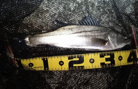 急激な増水直後は？