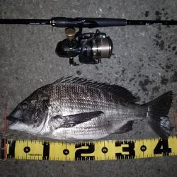 シーバス不在？