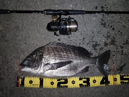 シーバス不在？