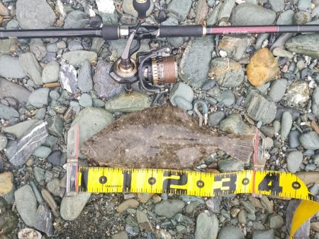 初めてのフラットフィッシュ