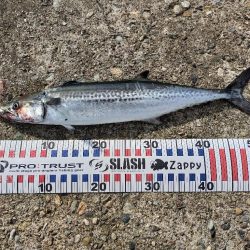 春のサゴシ祭り