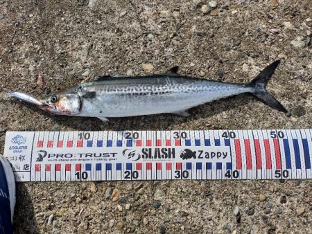 春のサゴシ祭り