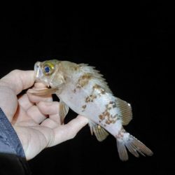 メバルプラッキング