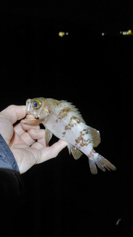 メバルプラッキング