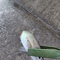 ２ヶ月ぶりの釣り