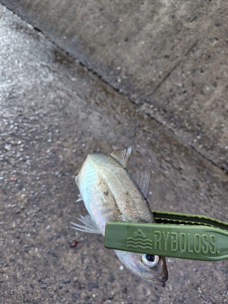 ２ヶ月ぶりの釣り