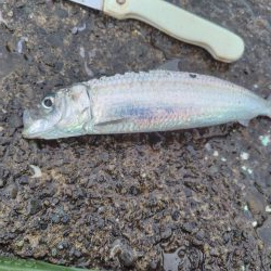 狙って釣れると嬉し！