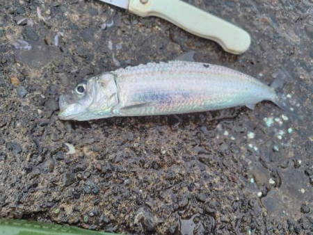 狙って釣れると嬉し！