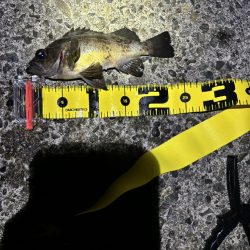 陸っぱり釣行記