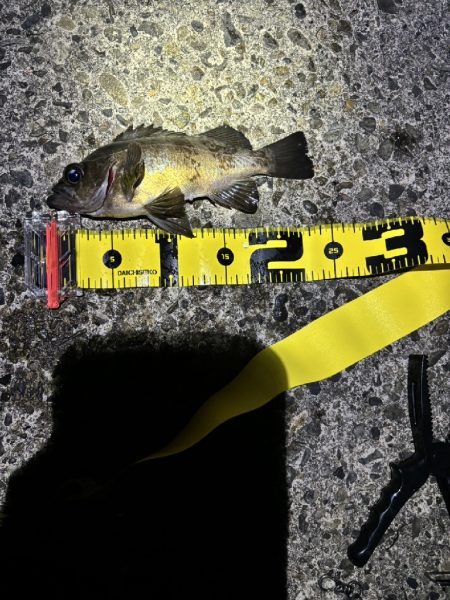 陸っぱり釣行記