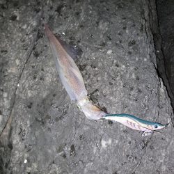 春イカエギング