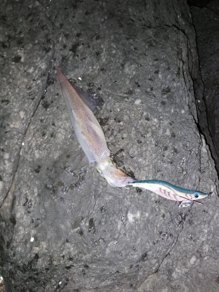 春イカエギング