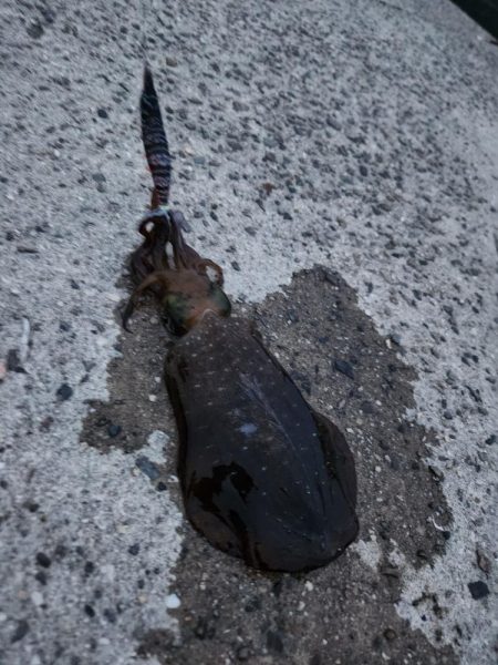 ウミガメおっても釣れます！