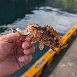 陸っぱり釣行記