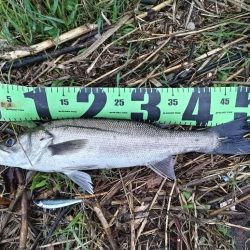 シーバス釣れました!