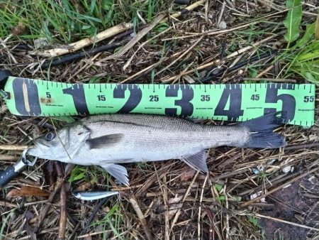 シーバス釣れました!