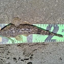 ちびマゴチ釣れました。